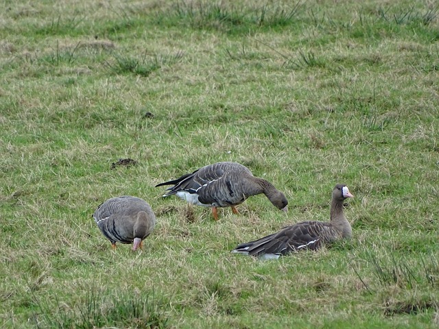 却因其潜在 却因其潜在