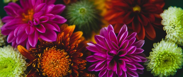 星因違反隊 星因違反隊